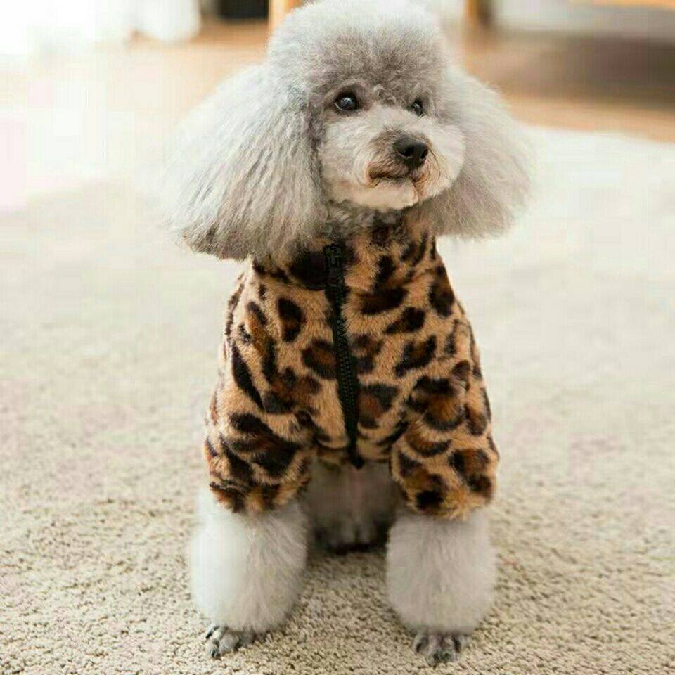靓宠小型犬加绒保暖衣