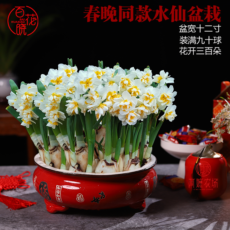 春晚同款漳州水仙花盆栽复瓣种球装满盆水培年宵花卉室内水养植物在类目 鲜花速递/花卉仿真/绿植园艺, 花卉/蔬果/草坪种子（新）, 种球中 - 来自Buy2taobao.com提供专业的淘宝代购服务