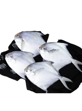 每天刚下船的新鲜海鲜