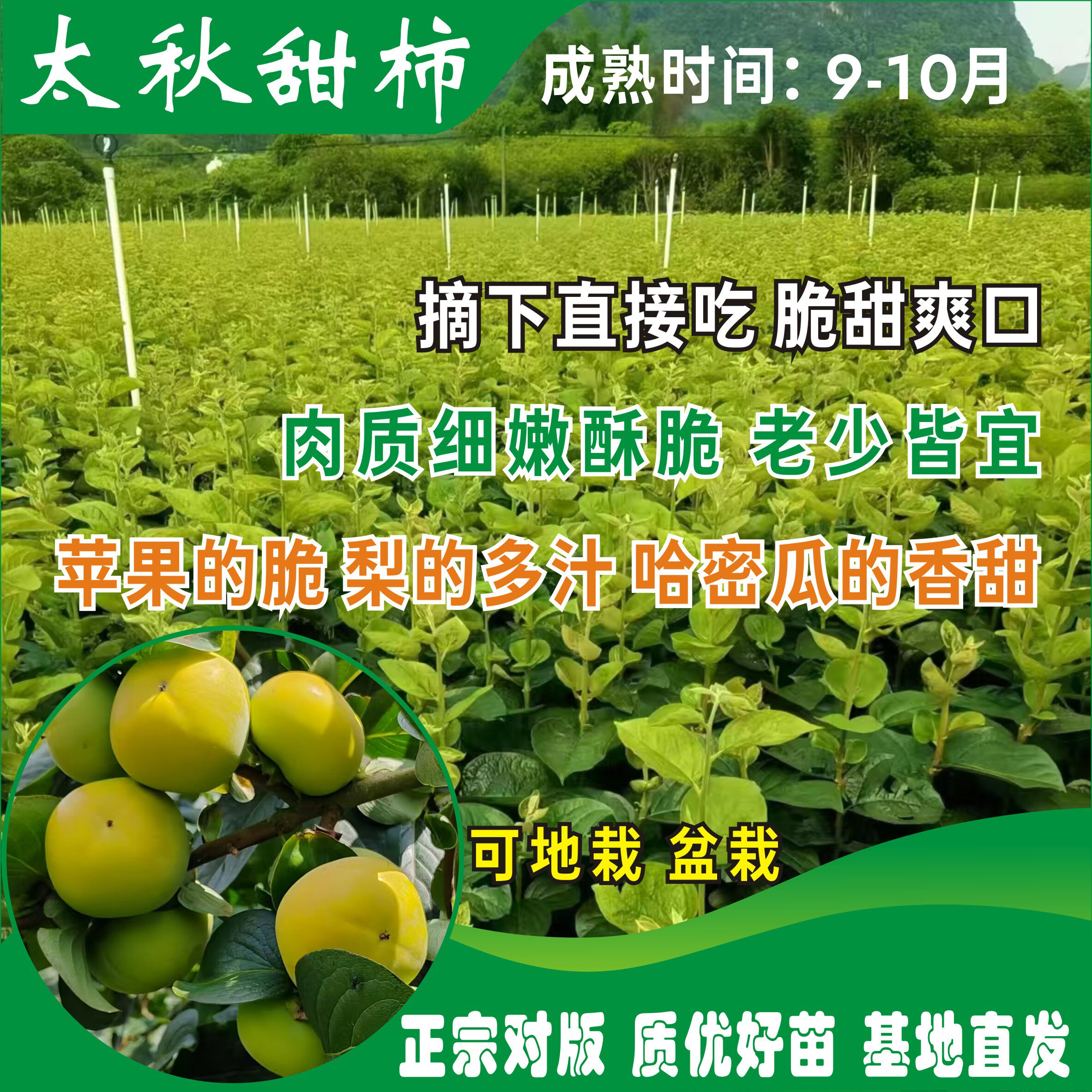 正宗太秋甜柿杯苗 盆栽太秋脆柿苗 嫁接可种植果树苗（不包成活）