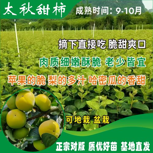 正宗太秋甜柿苗地栽盆栽