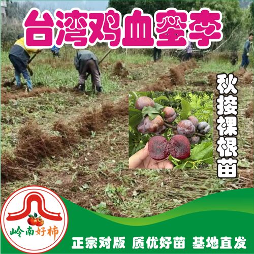 岭南台湾鸡血蜜李鲜嫩多汁脆