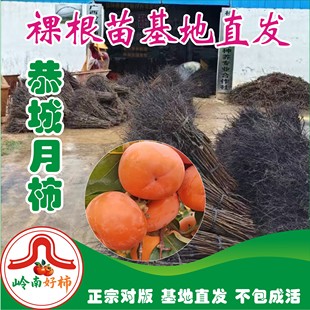恭城月柿裸根苗 大火晶红灯笼 观赏园 柿子树苗 正宗对版