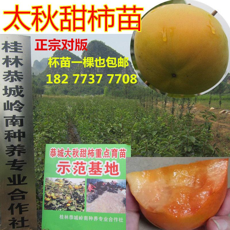 甜脆柿子苗树太秋甜柿苗大秋甜柿营养杯苗带土南北方种植甜心脆柿