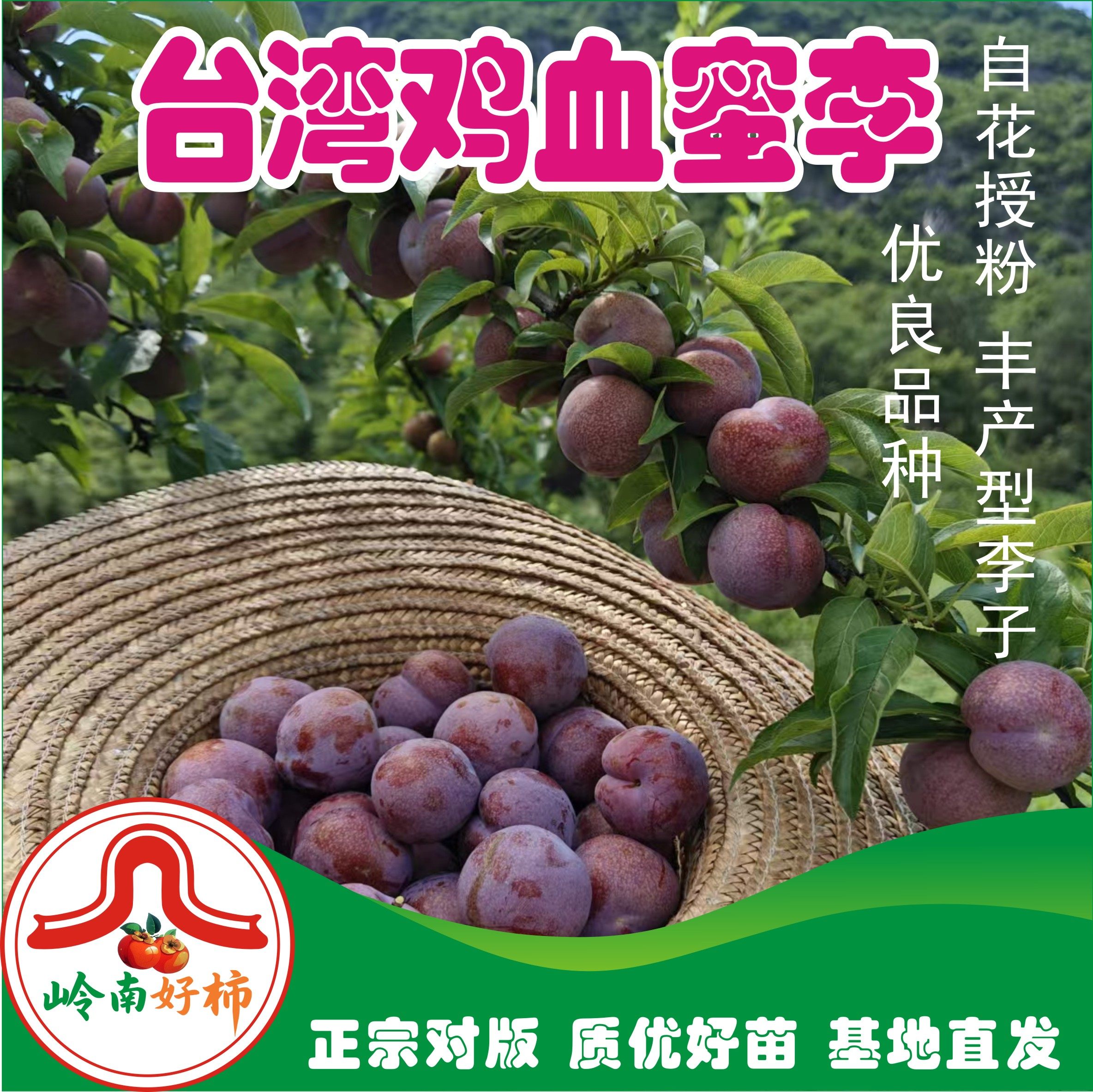 早熟岭南台湾鸡血蜜李1年嫁接苗鲜嫩多汁脆李南北种植果树李子苗,鲜花速递/花卉仿真/绿植园艺,果树,淘宝优惠券,粉丝福利购,淘宝优惠卷