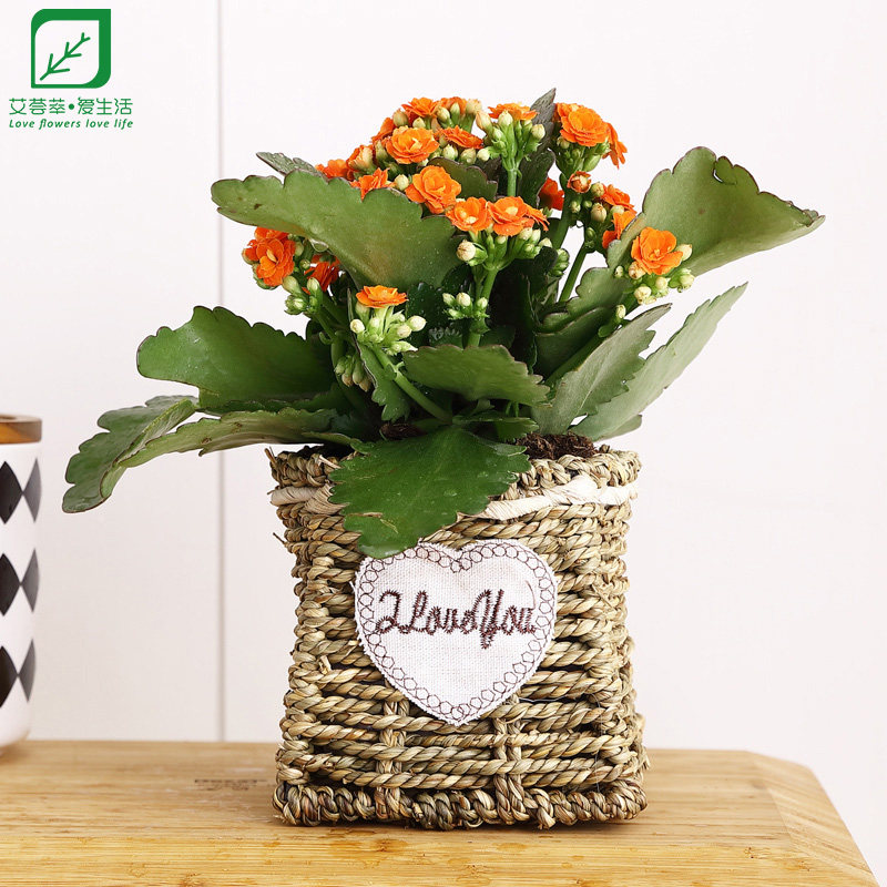 长寿花绿植盆栽室内开花不断懒人水培花卉盆景四季艾荟萃 B36467在类目 鲜花速递/花卉仿真/绿植园艺, 花卉/绿植盆栽（新）, 花卉中 - 来自Buy2taobao.com提供专业的淘宝代购服务