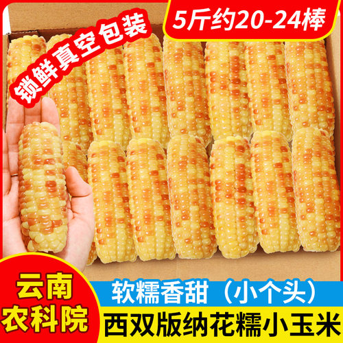 云南西双版纳香糯小个玉米真空装