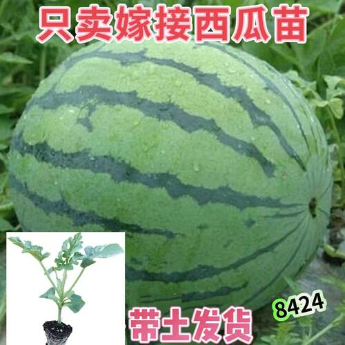 嫁接西瓜苗8424麒麟无籽秧苗种子