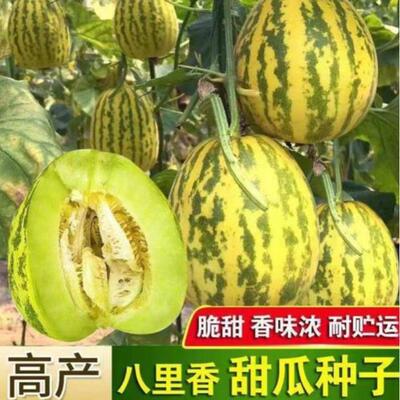 【全店任意选择5袋包邮】八里香甜瓜种子: