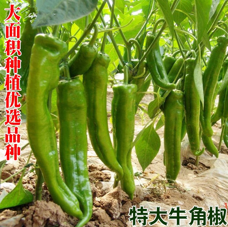 宏达种业推荐高产抗病羊角椒牛角椒适合大面积种植家庭小院种植