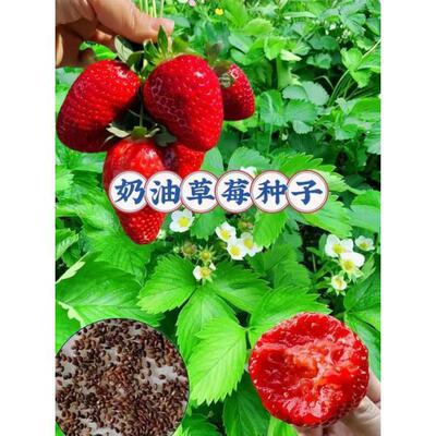 【全店任意选择5袋包邮】红草莓种子: