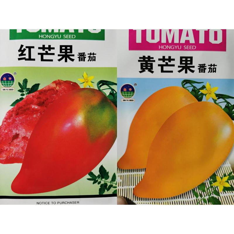 正宗芒果柿子种子甜芒果蜜番茄春秋季水果味沙瓤老柿子籽儿