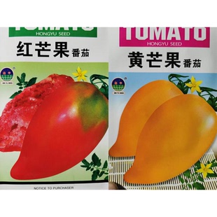 正宗芒果柿子种子甜芒果蜜番茄春秋季水果味沙瓤老柿子籽儿