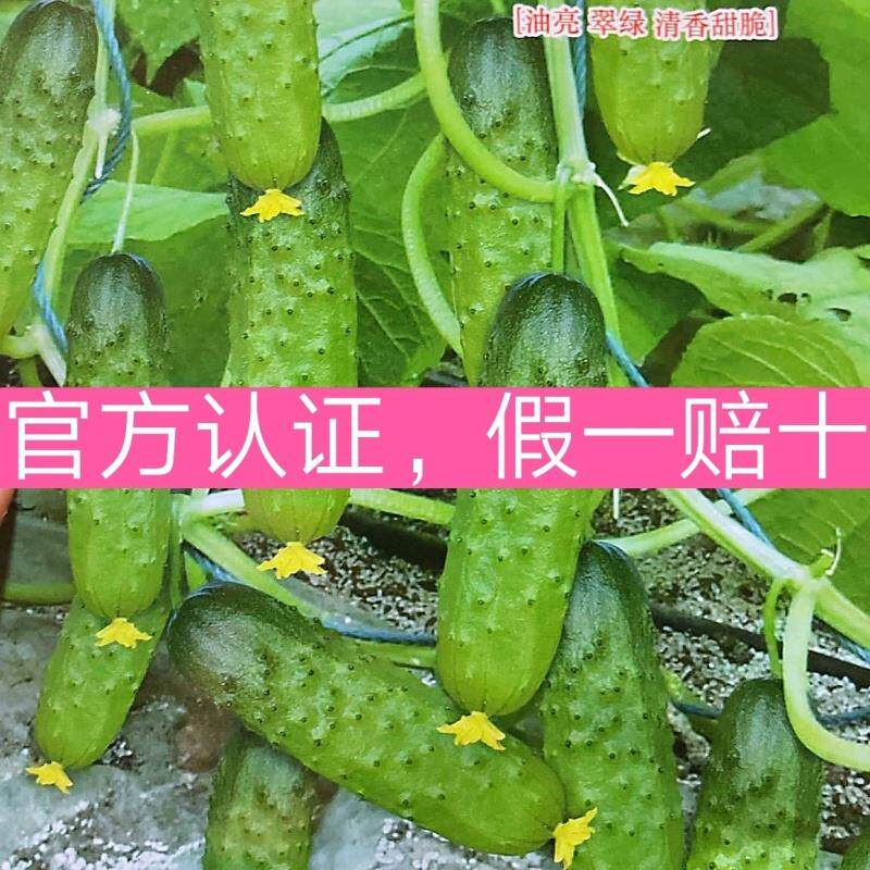 大刺叶三黄瓜种子:春秋两季,几乎节节有瓜,好吃