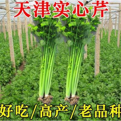 【全店任意选择5袋包邮】实心芹菜种子