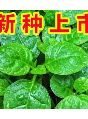 【全店任意选择5袋包邮】木耳菜种子: