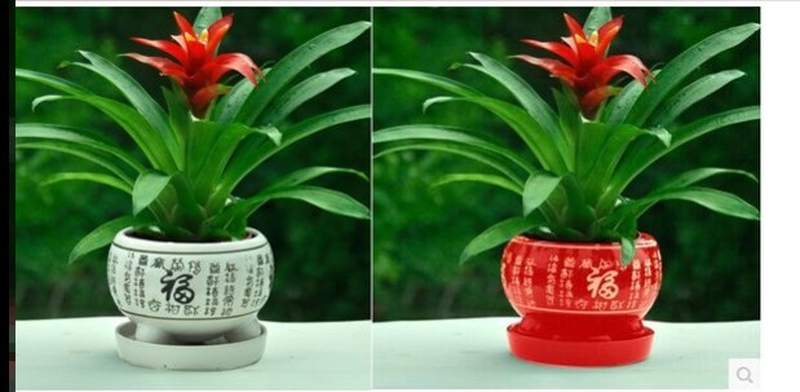 鸿运当头盆景室内植物带红花卉盆栽凤梨阳台办公客厅好养红运绿植_虎窝淘