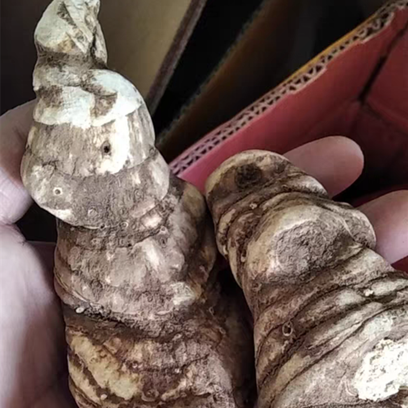 正品云南重楼中药材野七叶一枝花干货500g蚤休独角莲正宗丁毒豆片
