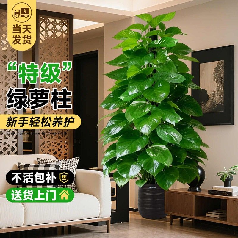 大叶绿萝柱盆栽客厅大型绿植办公室内除甲醛净化空气好养绿箩植物