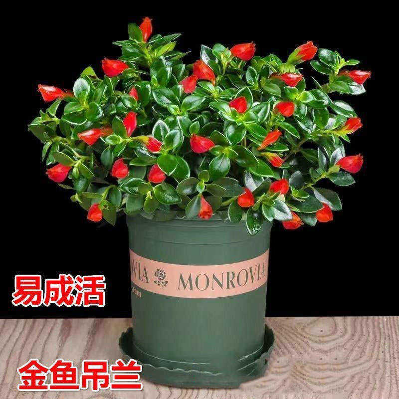 金鱼吊兰盆栽带花苞鲜花盆栽适合室内家里植物家庭电视旁边小绿植