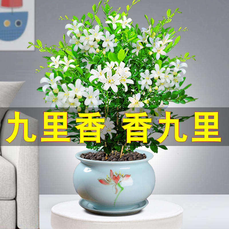 鲜花盆栽适合室内很香的花各种花卉大全花期超长的盆景花木绿植