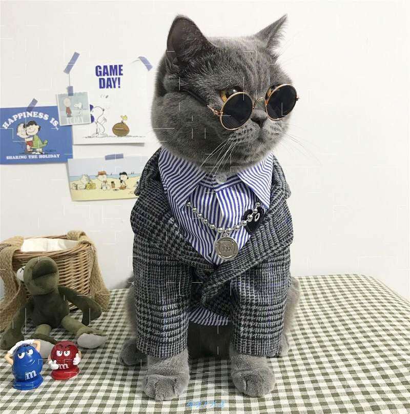 猫咪衣服公猫帅气蓝短泰迪男狗狗小西装生日搞怪小奶猫可爱防掉毛