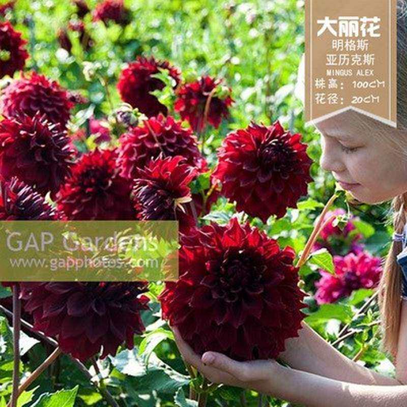 大丽花巨型花 四季地瓜花种球庭院种植花卉室内球根超好种阳台大