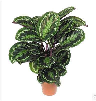 彩色竹芋盆栽高档绿色植物花卉孔雀竹芋蕨类植物客厅桌面绿植盆景