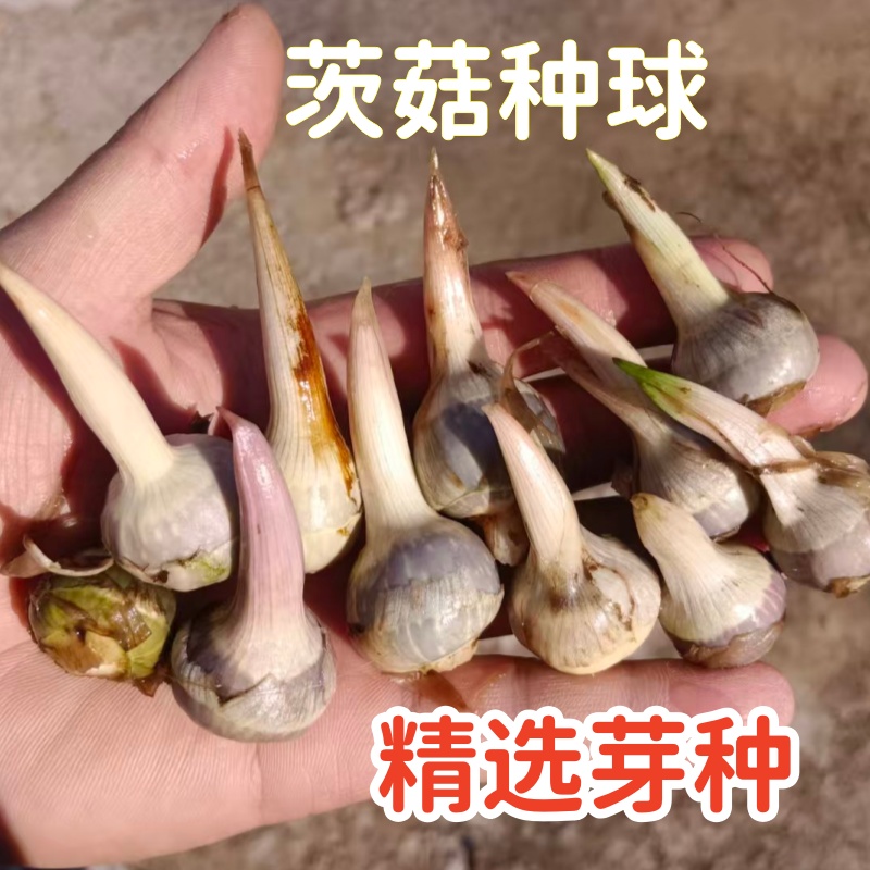 挺水型茨菇种球净化水质造景