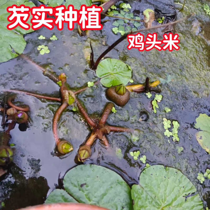 芡实种苗鸡头米种子司机种植高产池塘水生植物鸡头杆水面植物芡实