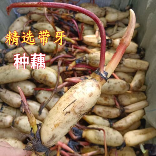 高产食用脆藕种苗池塘稻田盆栽