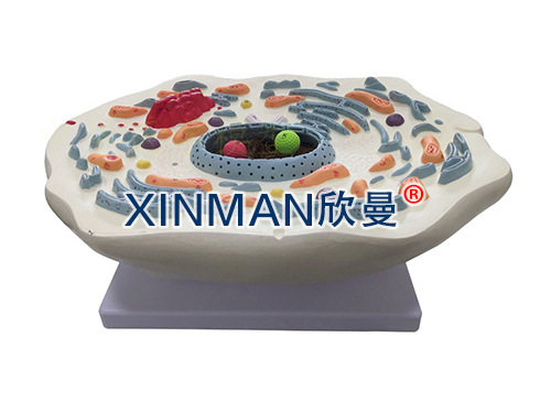 动物细胞亚显微结构教学模型