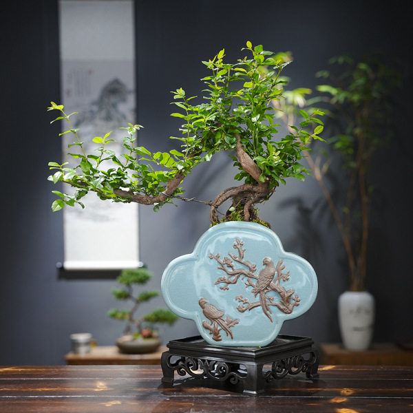 雀梅盆景喜上眉梢中式盆栽绿植网红桌面植物迷你装饰摆件四季好养