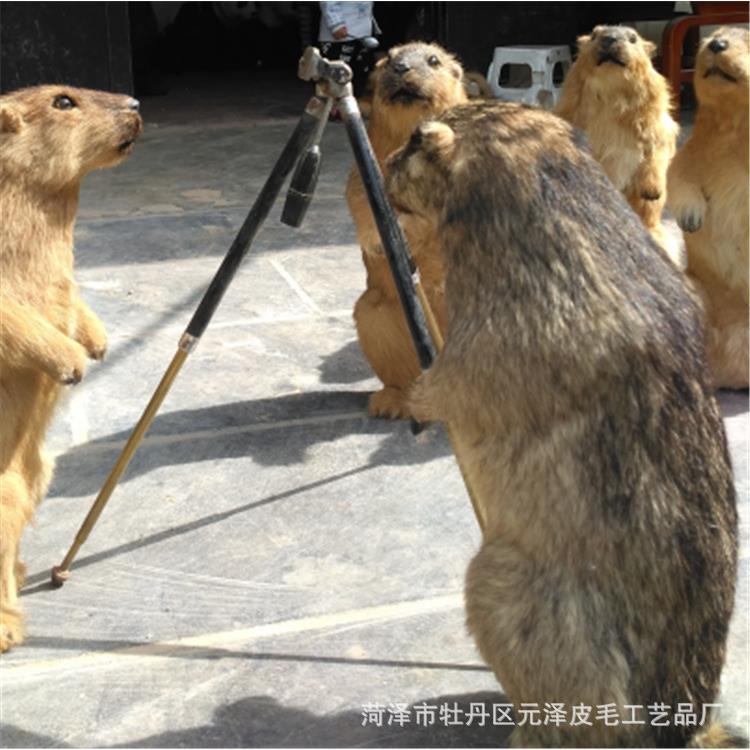 土拨鼠表情包立体呈现仿真动物土拨鼠元泽仿真展览摆件动物模型