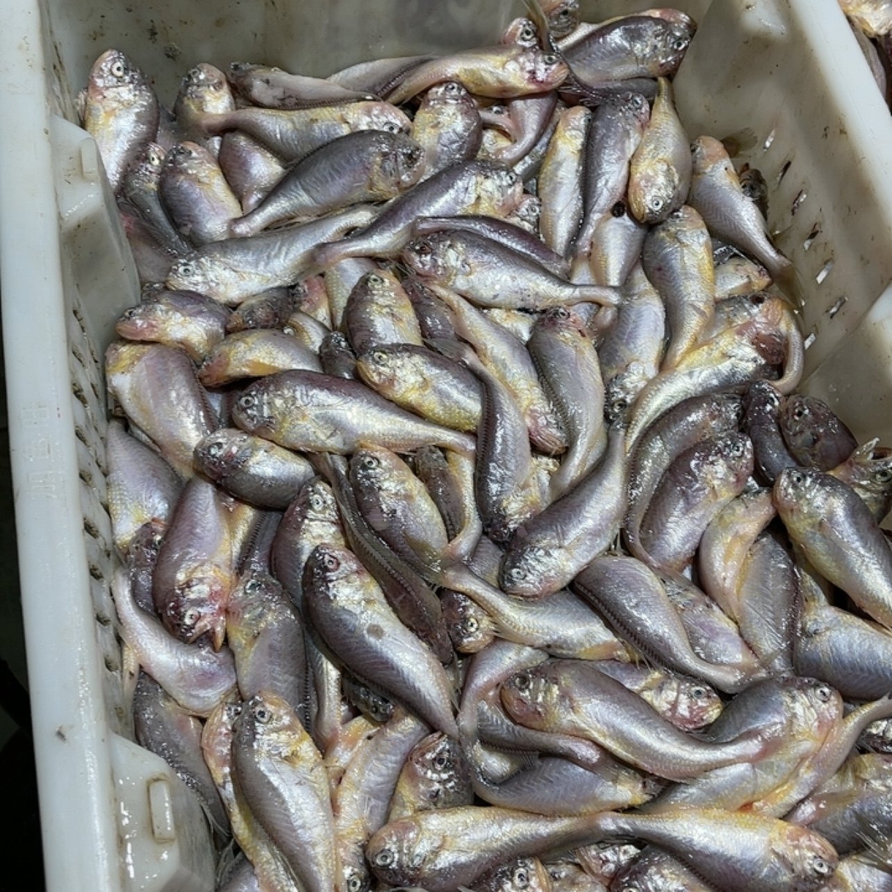 渤海湾 大头宝 梅童鱼 4斤 肚子个别容易破,水产肉类/新鲜蔬果/熟食,其它,淘宝优惠券,粉丝福利购,淘宝优惠卷