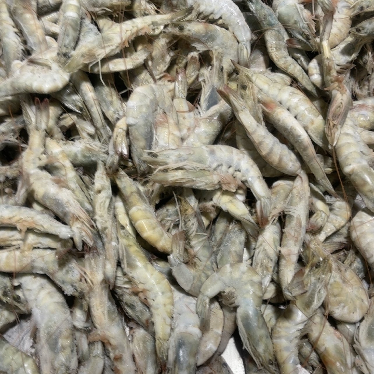 渤海湾盐田虾 4斤 1斤大概16只左右,水产肉类/新鲜蔬果/熟食,其它,淘宝优惠券,粉丝福利购,淘宝优惠卷