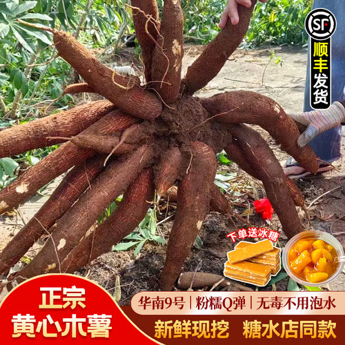 黄心木薯广西现挖现发产地直发