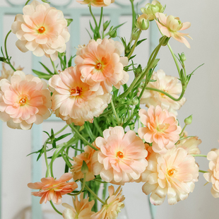 风中蝴蝶 | 蝴蝶洋牡丹银莲鲜花云南直发 珠光高级 2扎顺丰包邮