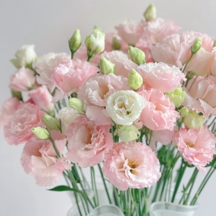 包邮 2扎顺丰空运 洋桔梗鲜花鲜花云南直发龙胆花水养 花中粉黛