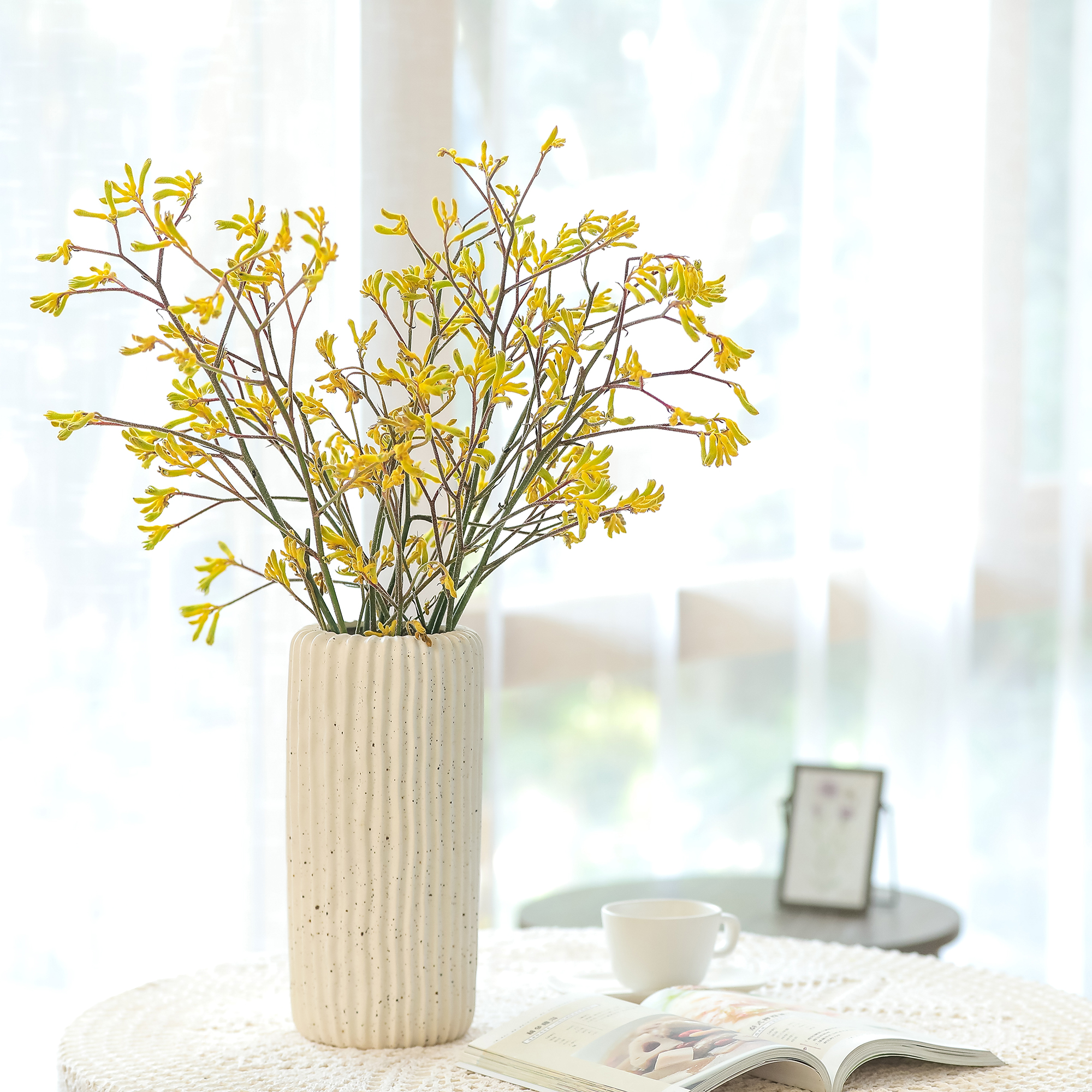 圣诞花金合欢可做干花圣诞节