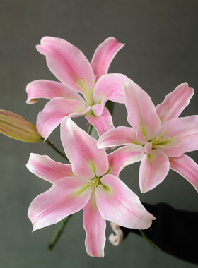 鲜花云南香水百合客厅