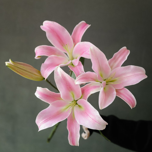 鲜花云南香水百合客厅