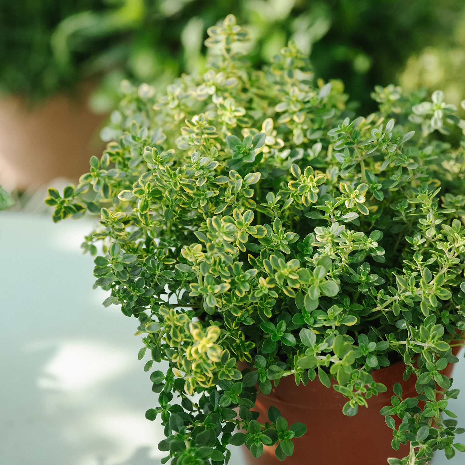 香草花园 |  云南百里香盆栽 露天苗 可食用 芳香绿植 可花园地栽