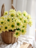 包邮 超长待机 鲜花云南直发小雏菊调色板花期长店内2扎顺丰空运