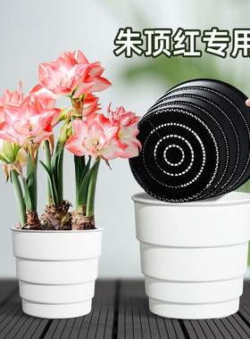 美莳球根朱顶红专用花盆树脂透气控根青山郁金香土培百合种球加厚