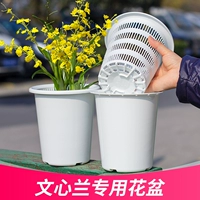 Meiwen Xinxin Lan's Special Flower Pot Control -Controb -Controbing -Controllolled Plastic Plastic Dream Dragrance Dreamland Dendrobium dendrobium Qingshan Set Lazy Basin