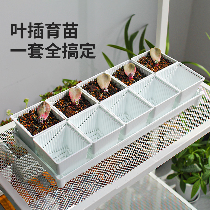 美莳多肉育苗花盆叶插控根塑料加厚透气长条形肉肉套装组合带托盘,鲜花速递/花卉仿真/绿植园艺,花盆,淘宝优惠券,粉丝福利购,淘宝优惠卷