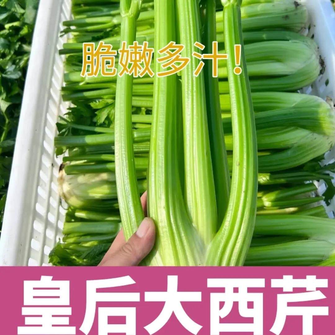 【下单立减5苗0】西芹水果芹菜苗四季苗寿光土芹菜后BHO苗皇西W芹
