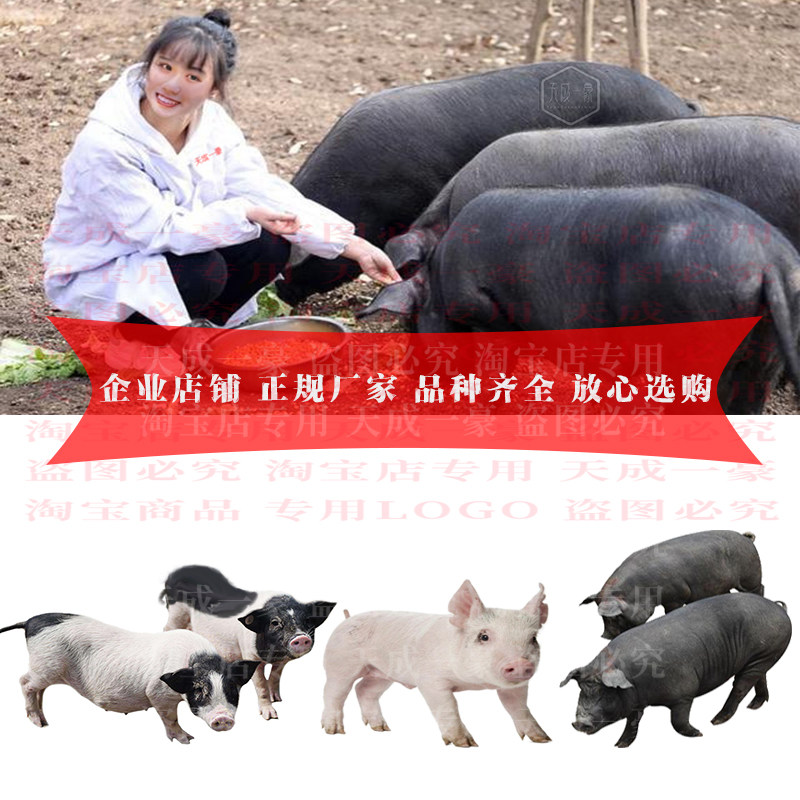 纯种太湖黑猪仔苗太湖猪苏太母猪原种藏香猪幼崽小猪仔苗活体种苗