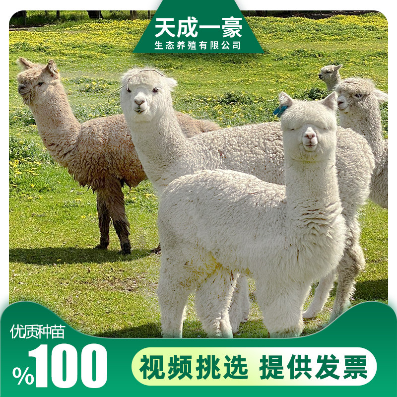 可爱羊驼活体幼崽出售景区用观赏羊驼宠物萌宠可以租赁的羊驼活物